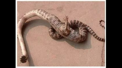 Змия с един крак в Китай 