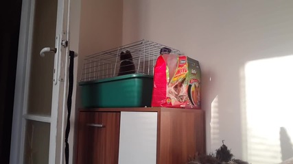 Bunny Escape