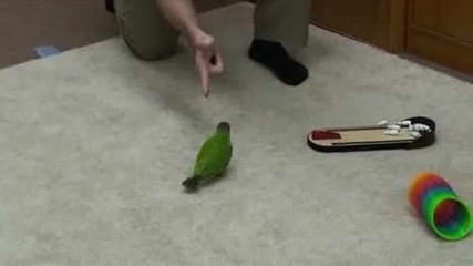 Талантлив папагал