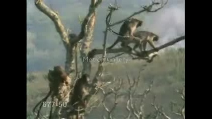 Маймунки Правят Секс Смях