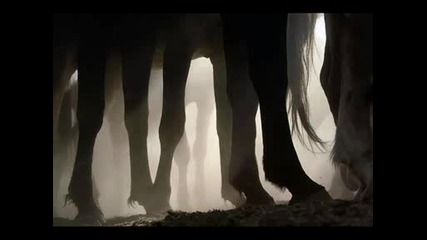 Horse.wmv