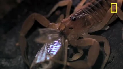Най-смъртоносният скорпион на света...