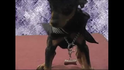 Мода за кученца