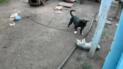 борбата между куче и котка