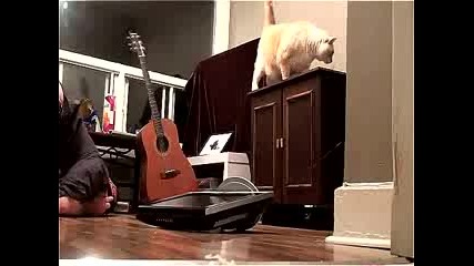 Лошо коте 