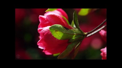 Spring Song - Пролетна песен - авторски