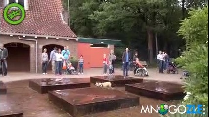 Куче срещу фонтан