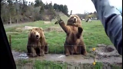 Мечки поздравяват посетители на зоопарк :)
