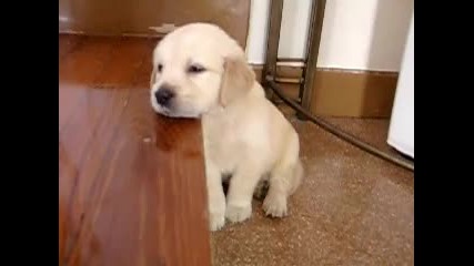 Златен ретривър Puppy на 5 седмици 