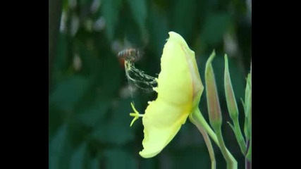 пчелата мая и нощно цвете