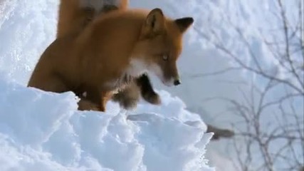 Дивата Русия - Размножителен период при лисиците 