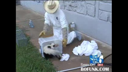 Skunk Stuck In Peanut Butter Jar 