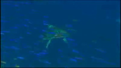 Oceanworld 3d 