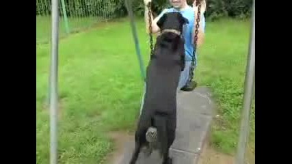 Куче обича да се люлее 