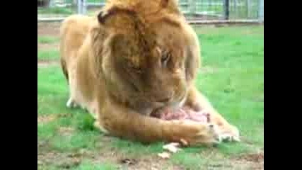 The Big Liger Eat Meat 