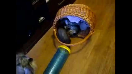 Коте, порче и...куче, като зрител...
