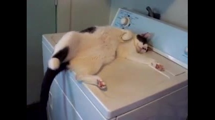 Пияно котенце 
