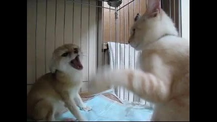 Fennec and Cat s Fights Video 