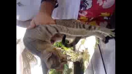 kote tancior 