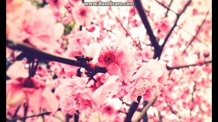 Rose # C O O L