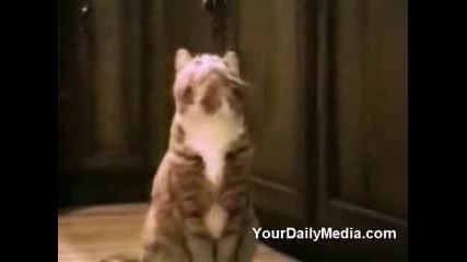 Невероятно! Котка казва Hello !! 