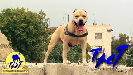 Питбула Tret - Super Dog Training
