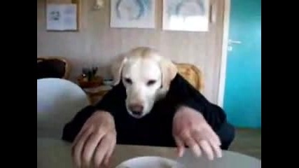 Куче рапър се храни с ръце Смях 