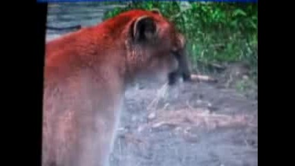 Cougar Vs Wolf Fight