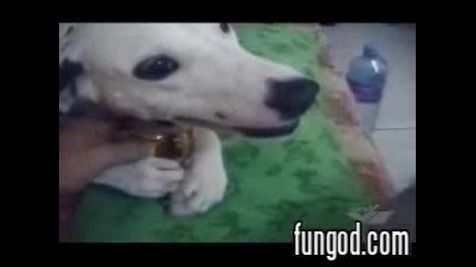 Куче Не Дава Да Му Взимат Бирата