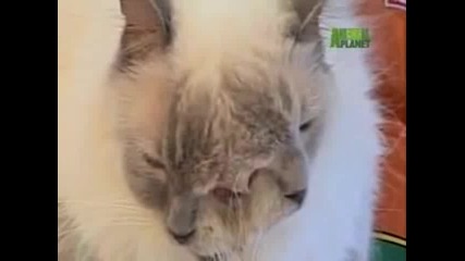 Двуглава котка влиза в книгата на Гинес