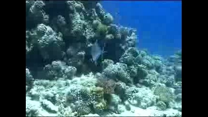 Червено Море / Red Sea