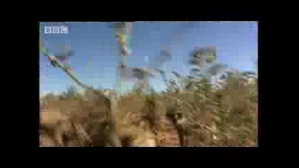 Never seen before glimpse into meerkat life - Bbc wildlife