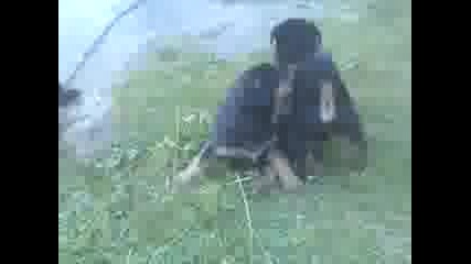 Malki taisan - Fight (1)