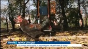 Солени санкции слагат край на прасетата и кокошките в блока