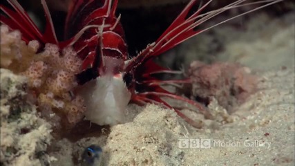 Life in the Blue - Bbc Beautiful Ocean Life
