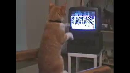 котката боксиор 