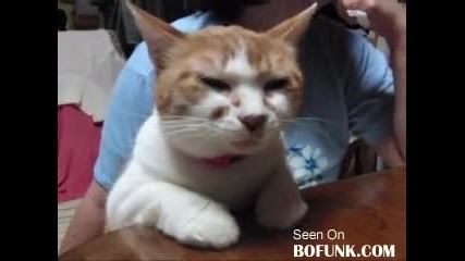 Говореща котка ! Голям смях ! 
