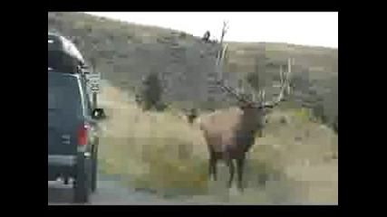 Mad Bull Elk Going After Jeep