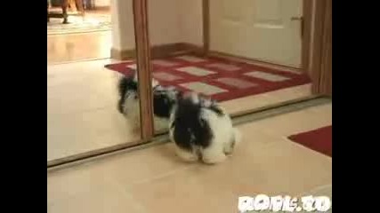 Куче пред огледалo 