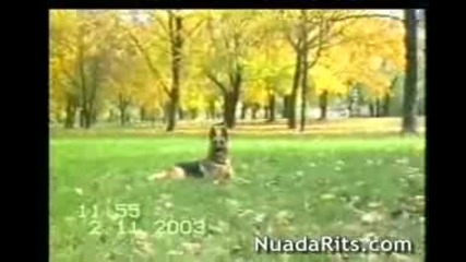 Немска овчарка