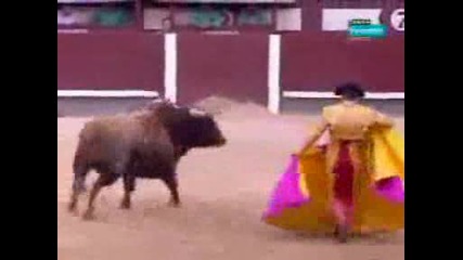 anahi toros san isidro 2