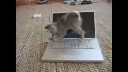 Ученолюбиво Коте - Смях