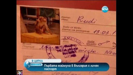 У нас маймуна с личен паспорт