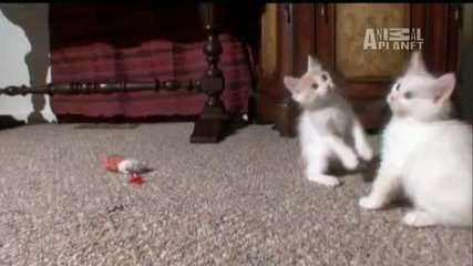 Cats 101 - Turkish Van 
