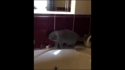 Котка приготвя ваната за къпане