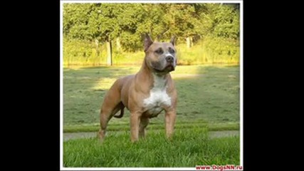 Pitbull