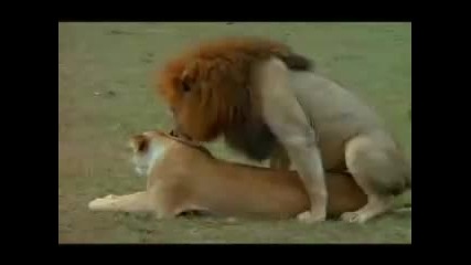 Animals mating (funny music) 