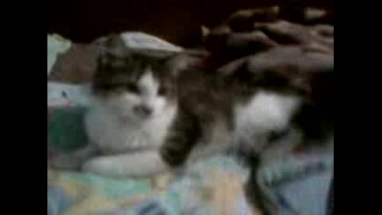 Kote :)