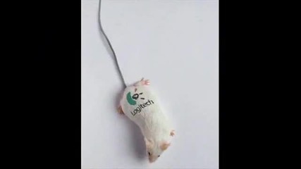 Това клипче ще ви разбие :d