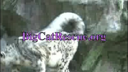Голям снежен леопард 